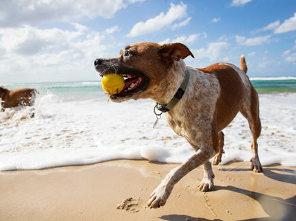 Waboba Waboba Pet Fetch Ball
